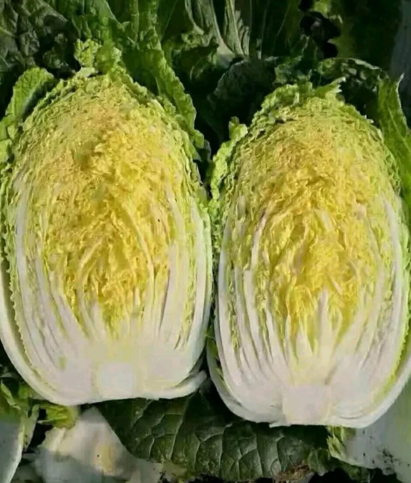 白菜