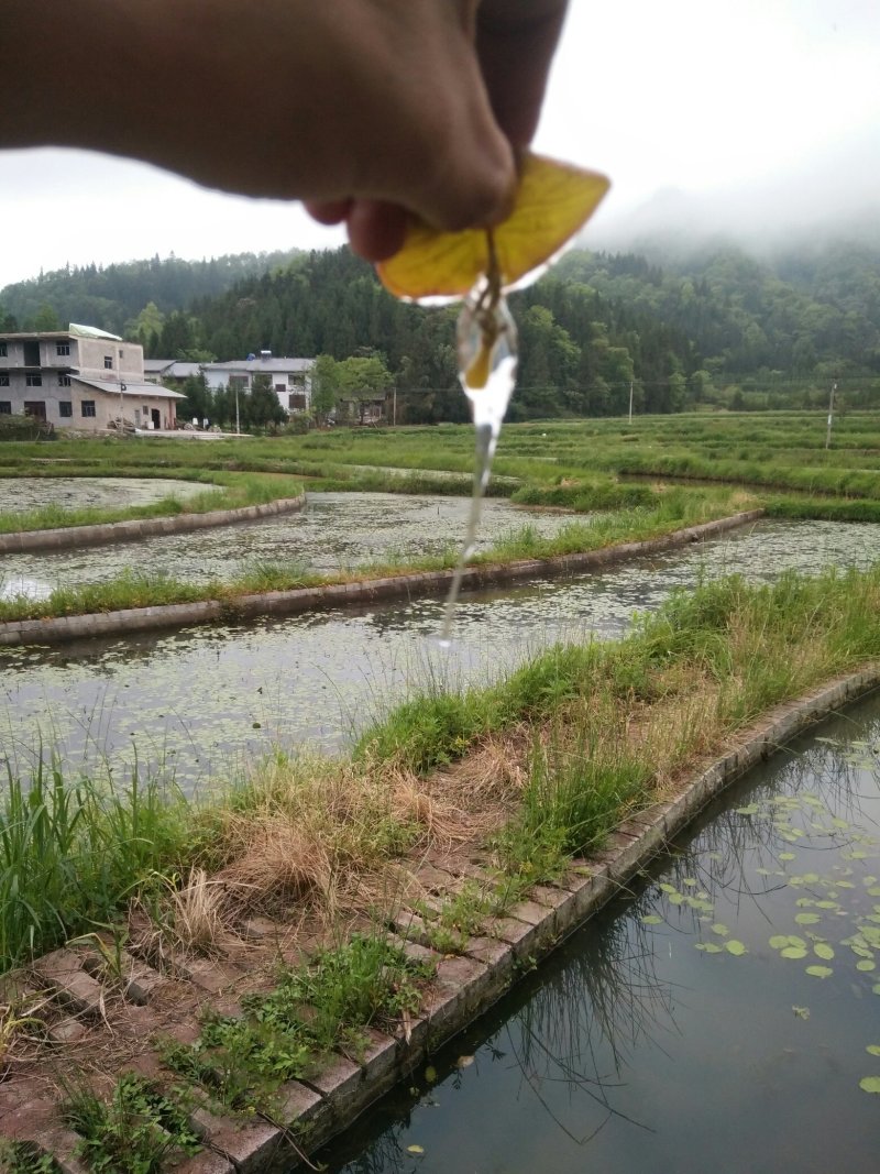 有机食品莼菜