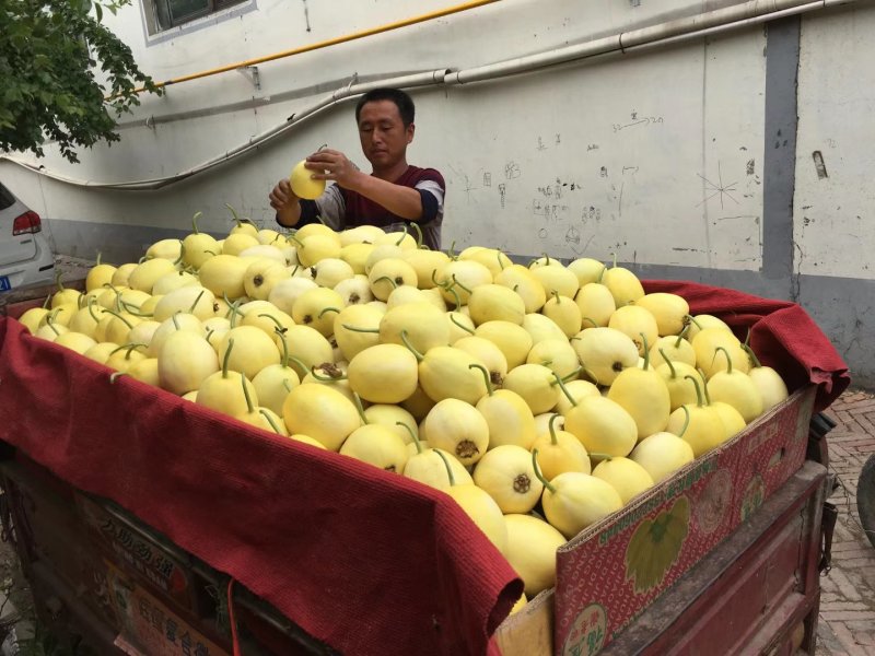 河北新乐星甜二零系列，可视频看货，多年商户！