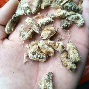 雄原蚕蛾雄蚕蛾经营上千种药材，