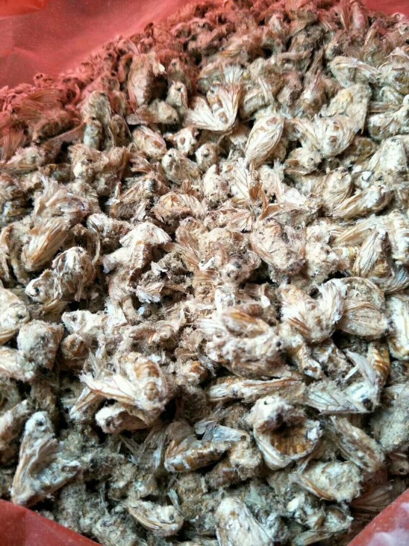 雄原蚕蛾雄蚕蛾经营上千种药材，