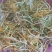 野生金银花