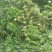 野生金银花