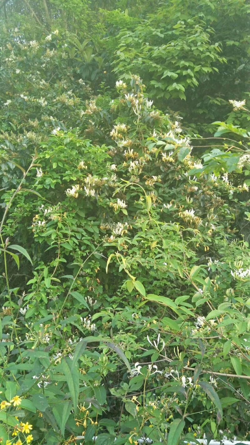 野生金银花