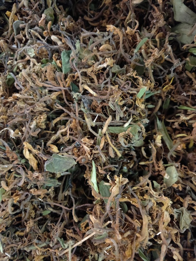 野生金银花