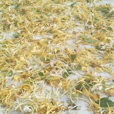 野生金银花
