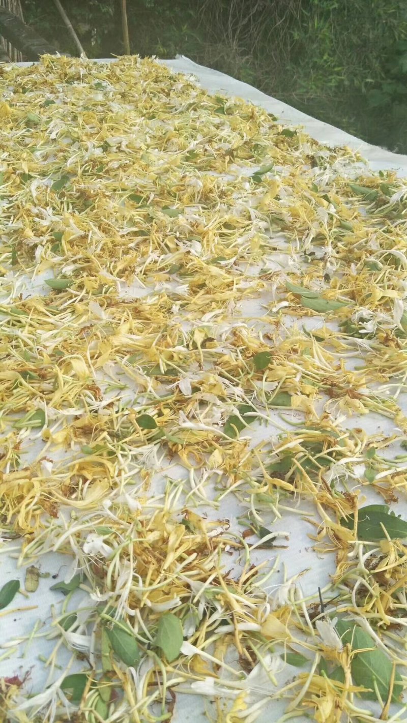 野生金银花
