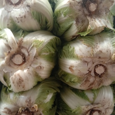 大白菜毛菜