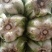 大白菜毛菜
