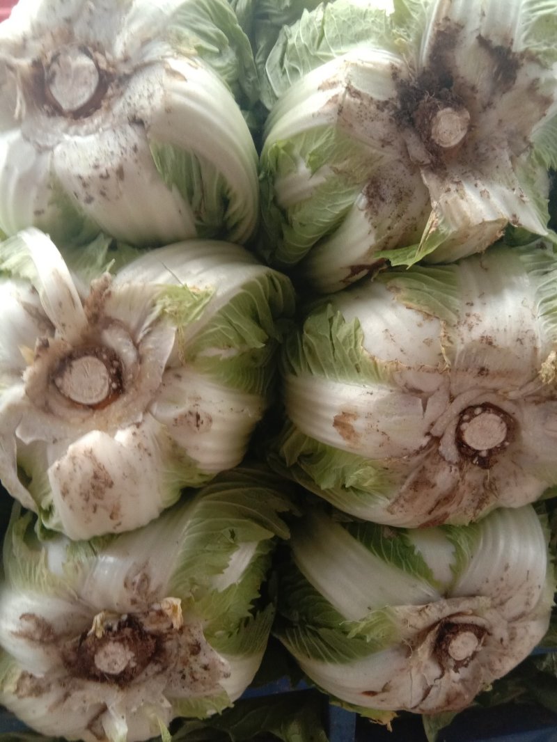 大白菜毛菜