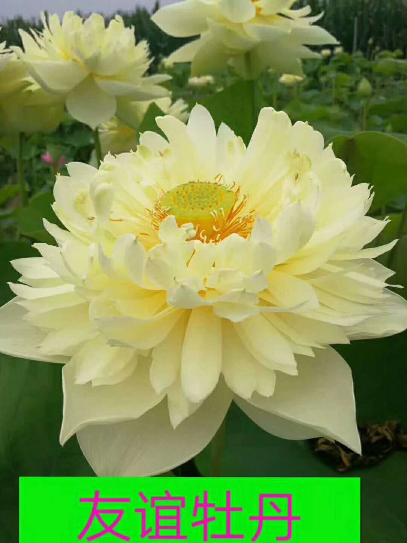 荷花/精品荷花/野生荷花/盆栽荷花