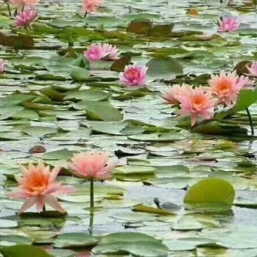 睡莲/睡莲苗/睡莲种苗批发哪里便宜