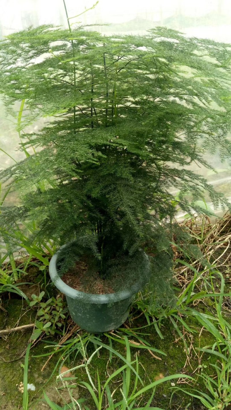 文竹