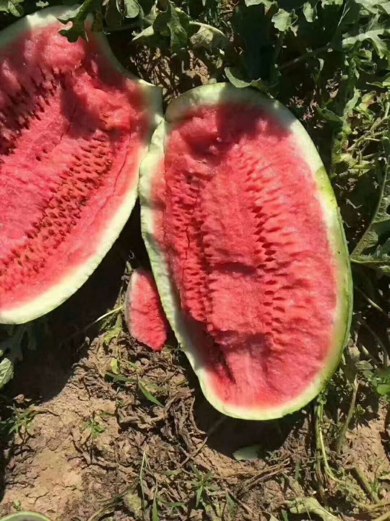 新疆西瓜吐鲁番哈密昌吉产地直供