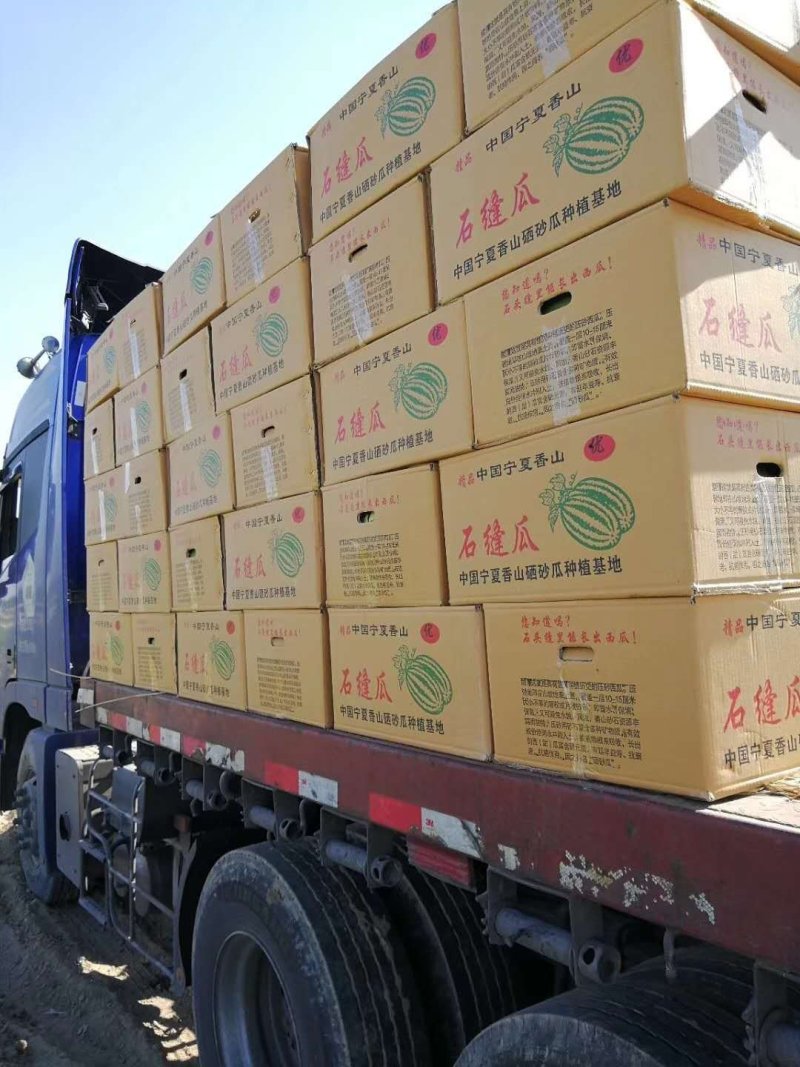 新疆西瓜金城5号西瓜新货上市货源充足产地直供