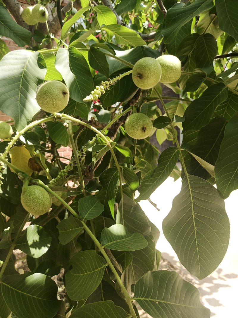 青皮核桃