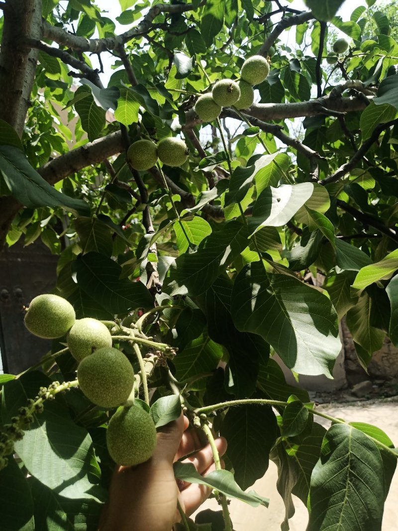 青皮核桃