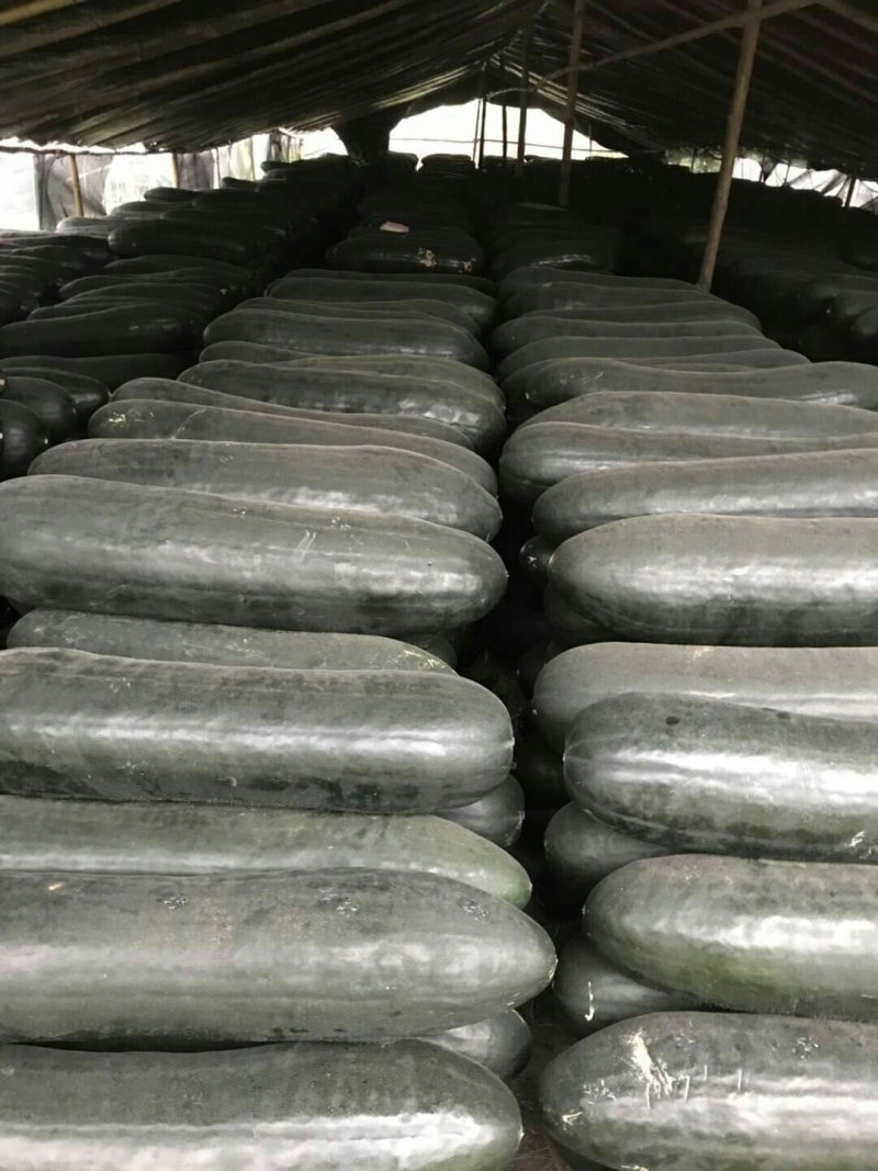 【热卖】精品黑皮大吊冬瓜，品质好，量大从优，欢迎咨询