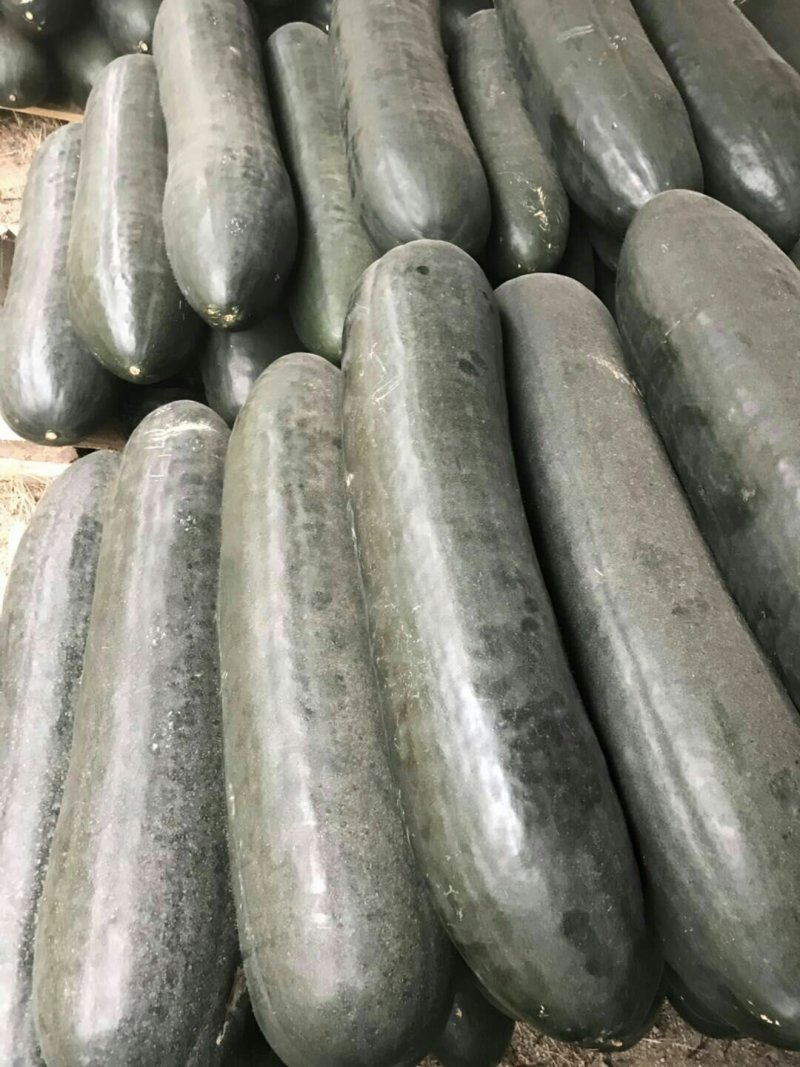 【热卖】精品黑皮大吊冬瓜，品质好，量大从优，欢迎咨询