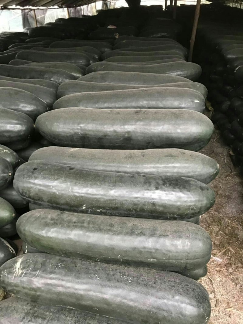 【热卖】精品黑皮大吊冬瓜，品质好，量大从优，欢迎咨询