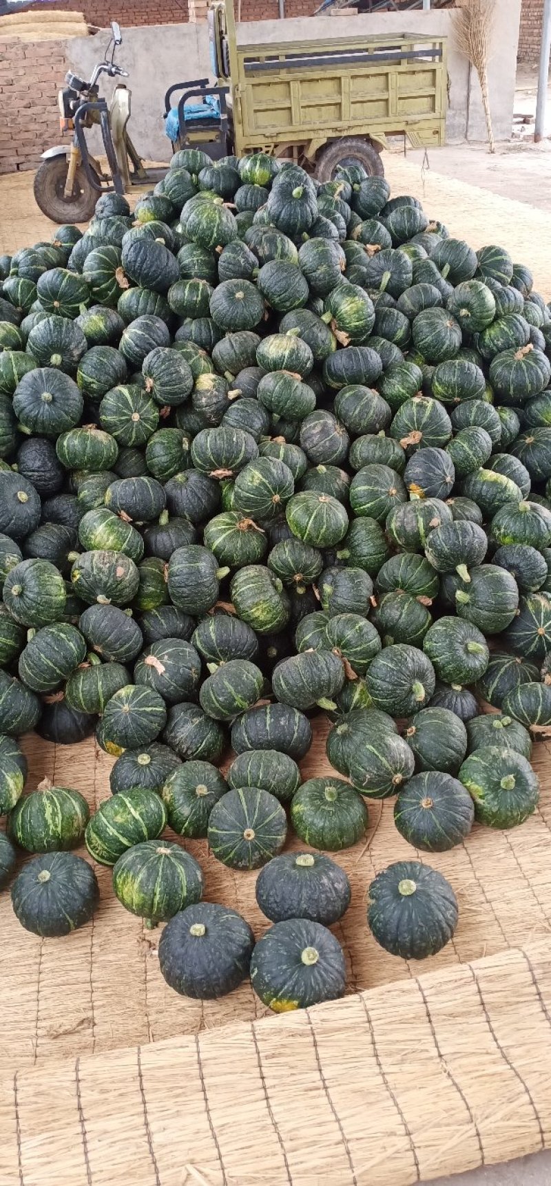 板栗南瓜🎃，