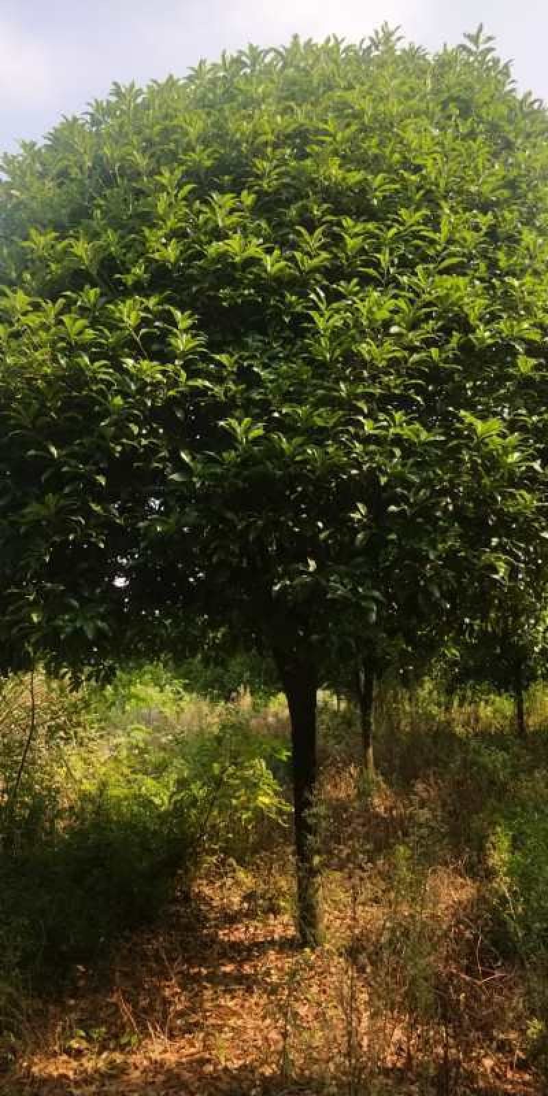 宫粉紫荊