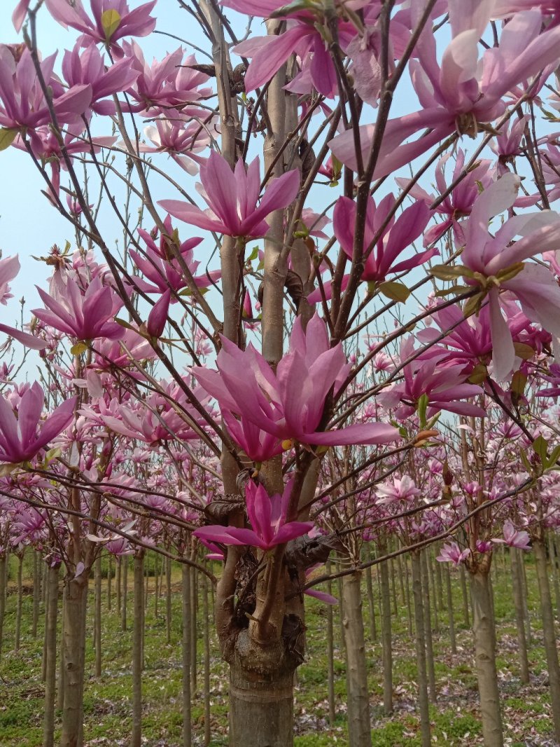 宫粉紫荊