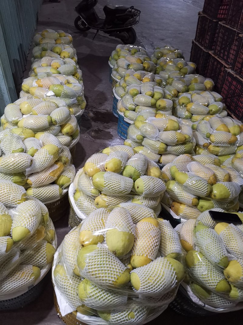 金煌芒15两以上