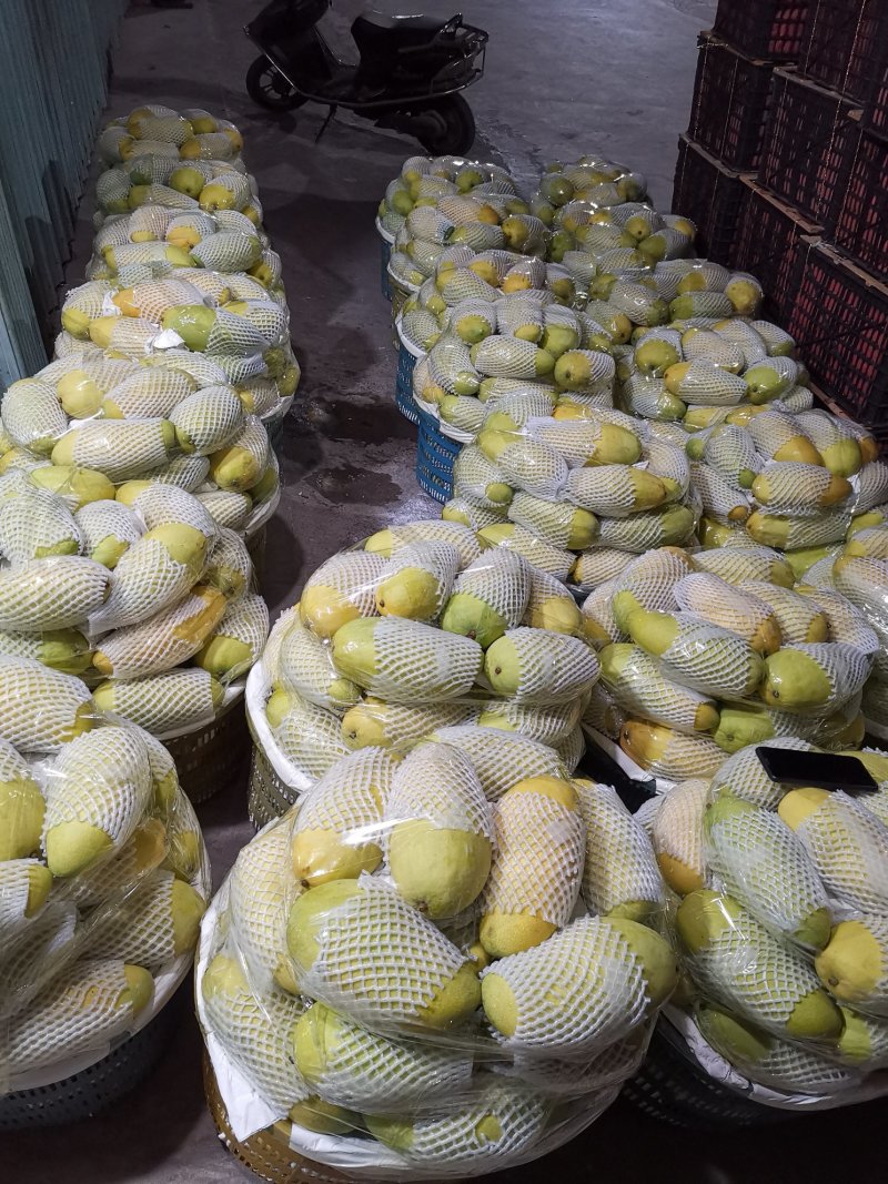 金煌芒15两以上