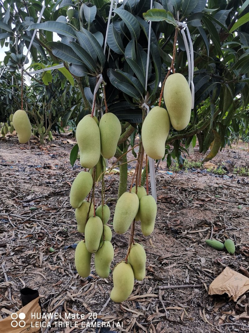 金煌芒15两以上