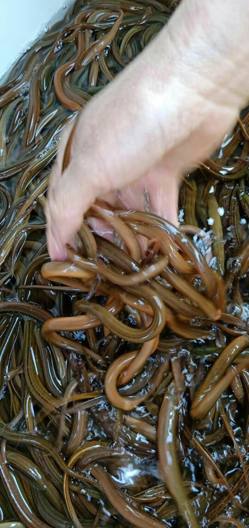 黄鳝苗，各种规格黄鳝苗。量大可免费送货。