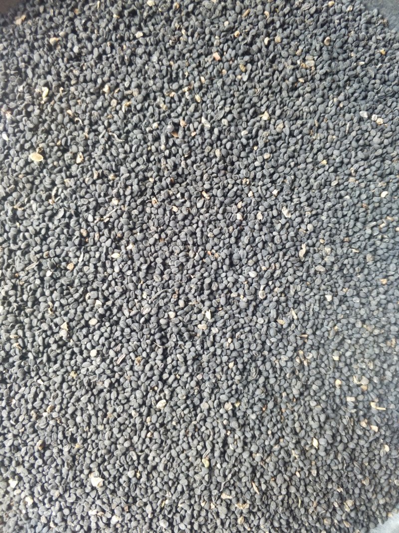 一级黄芩大量出售保证质量物流发达物美价廉