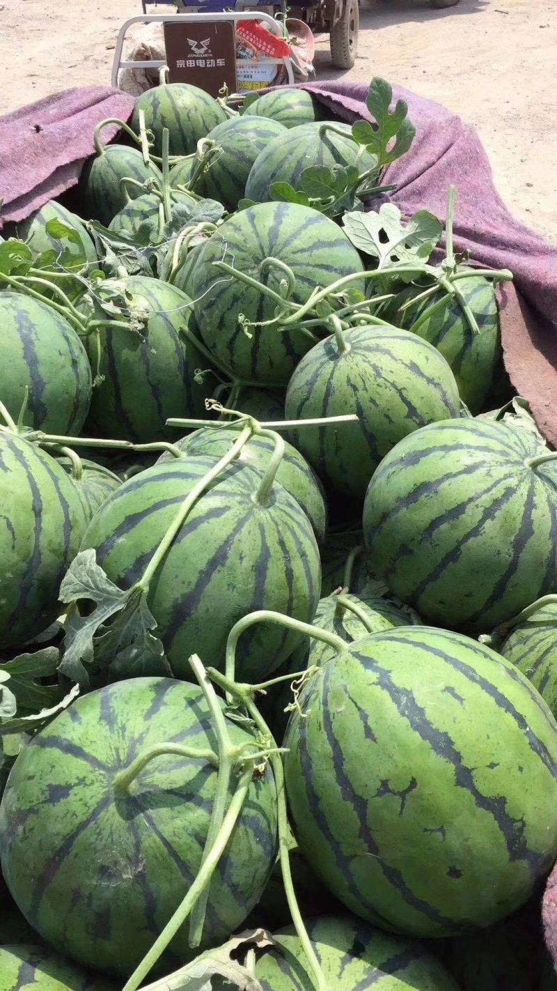 西瓜本地有大量西瓜上市