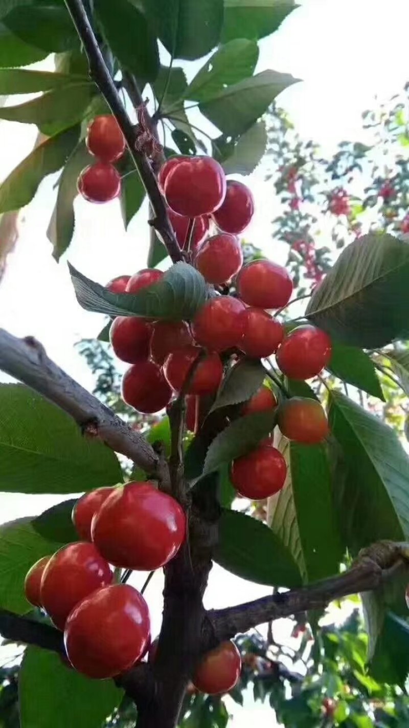 樱桃