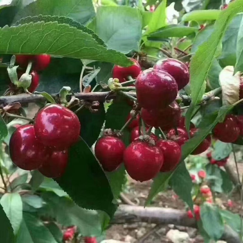 樱桃