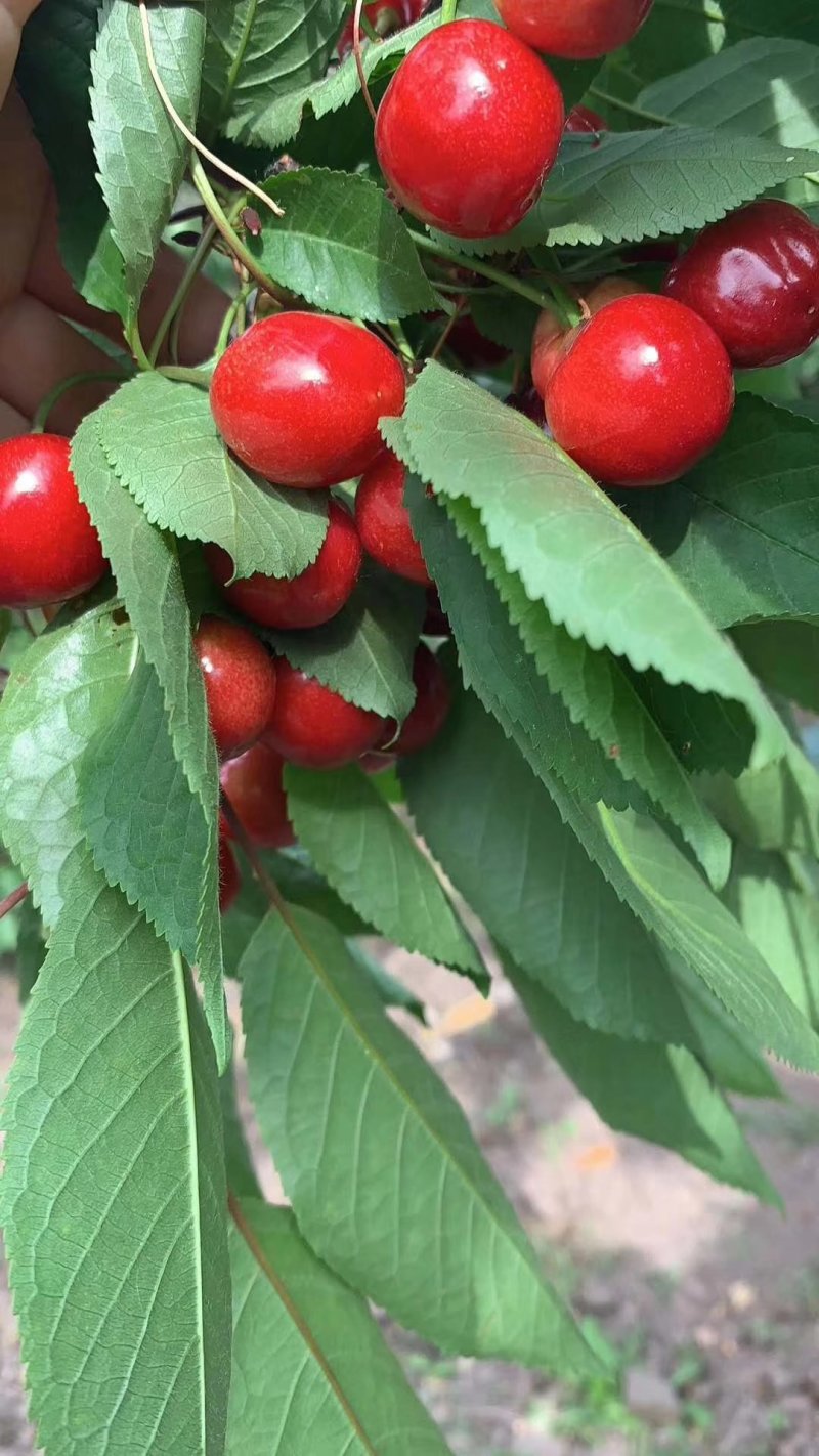 樱桃