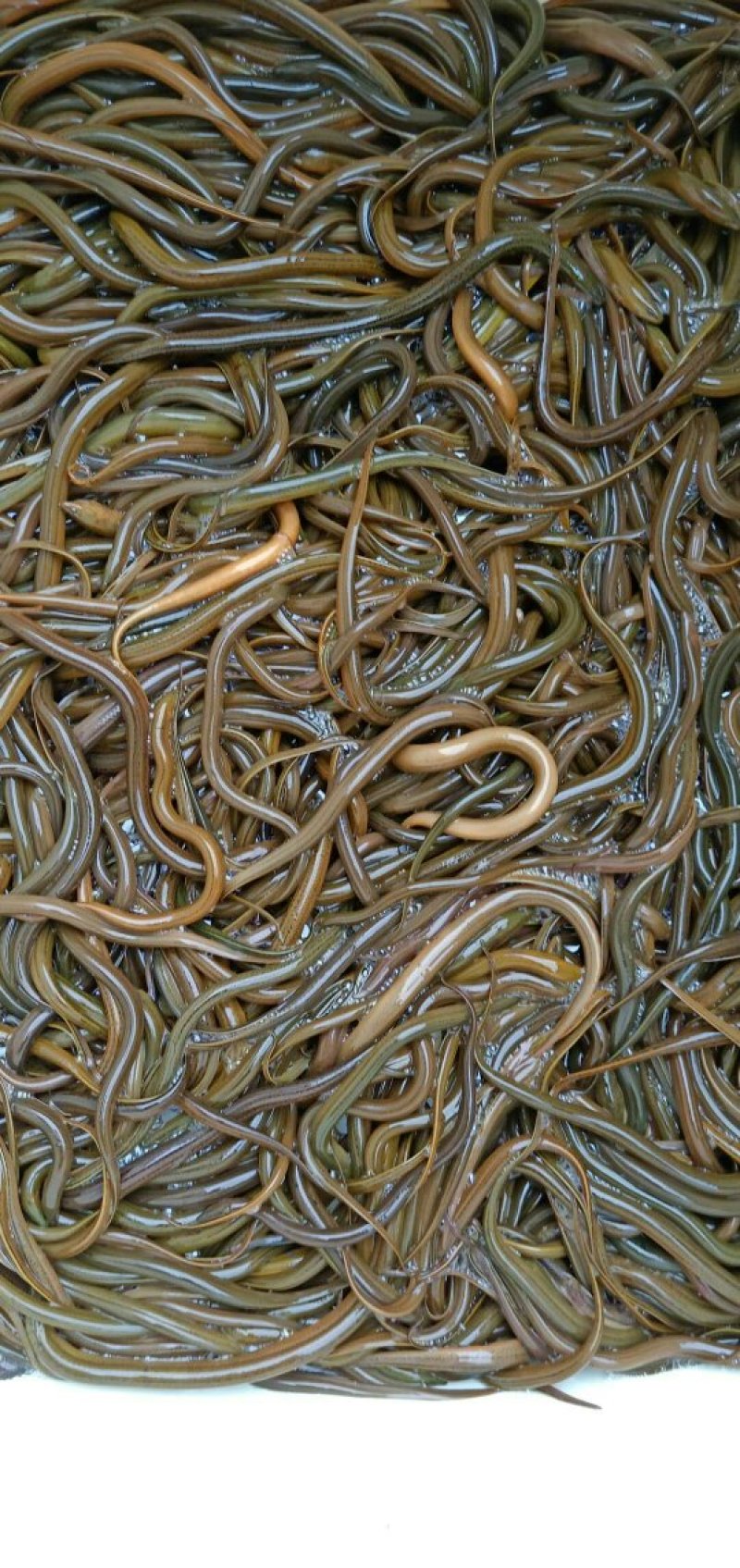 黄鳝苗，各种规格黄鳝苗，提供养殖技术服务量大可免费送货。