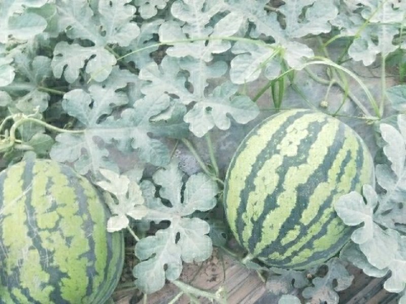 陕西无子甜王西瓜