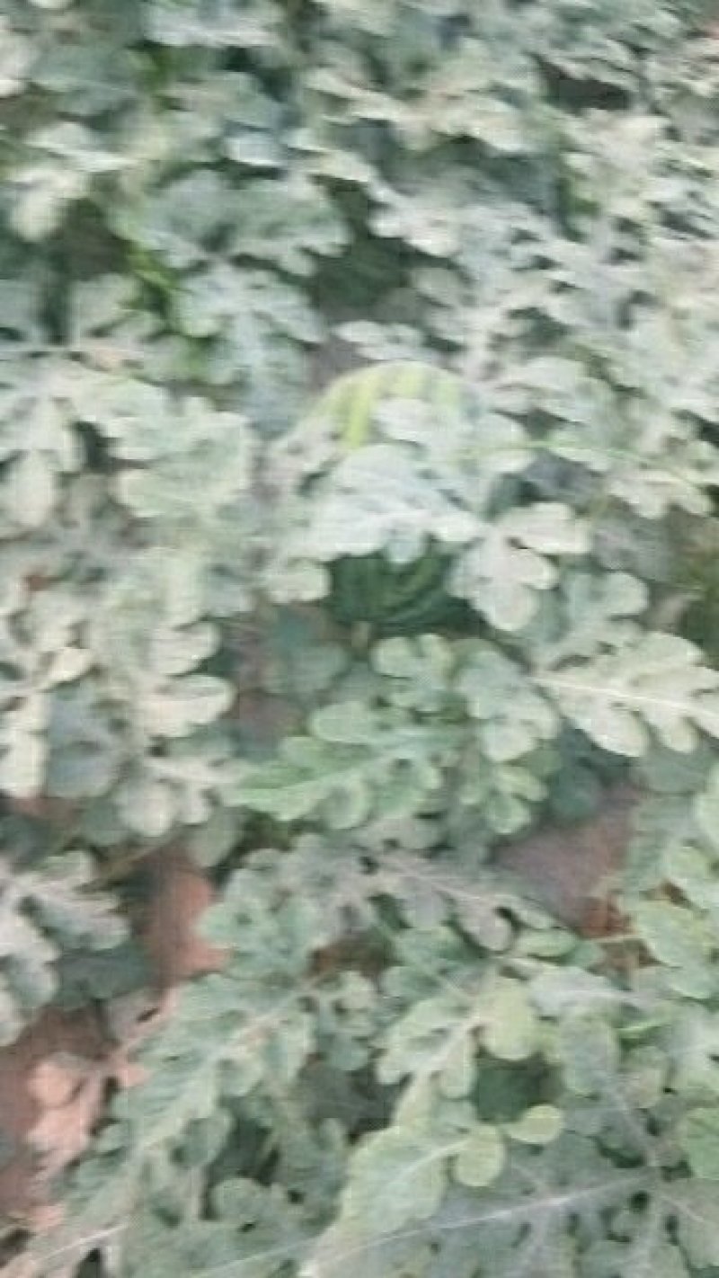 陕西无子甜王西瓜