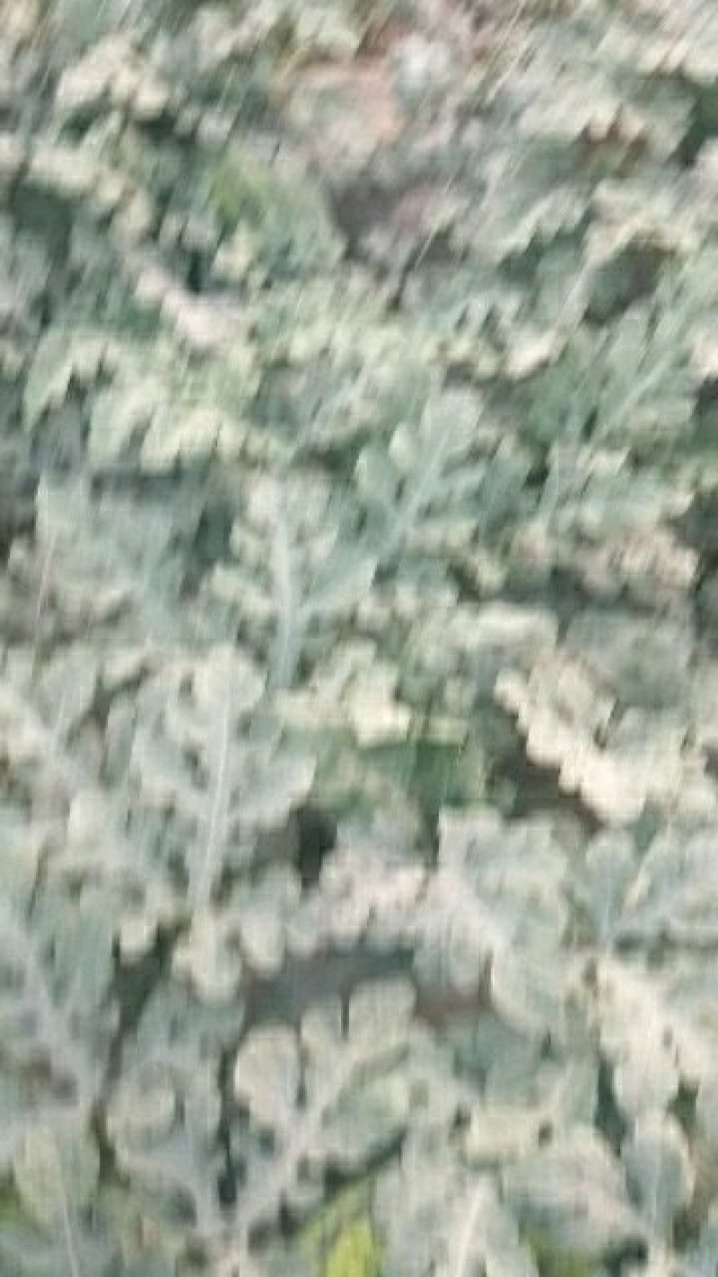 陕西无子甜王西瓜