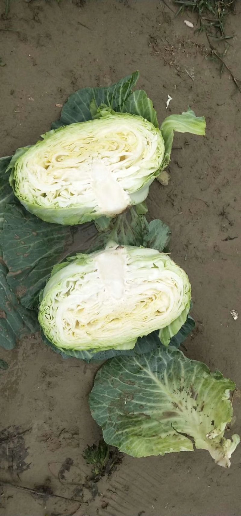 奥奇娜扁包散装网袋装2/3/4斤左右