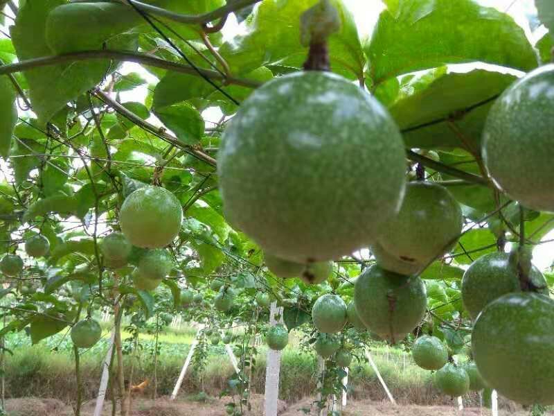 有黄金百香果苗供应