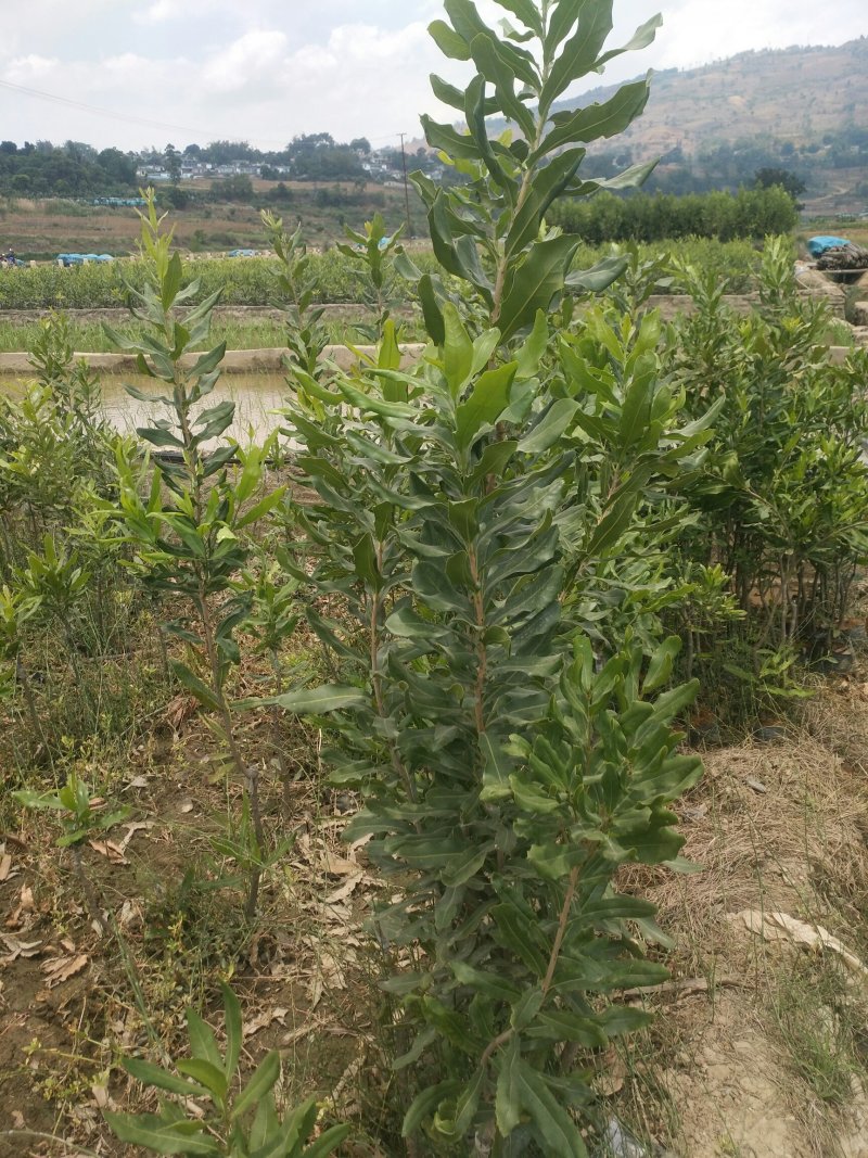 云南夏威夷果苗，基地直发，诚信经营，存活率高欢迎来电