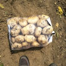 沃土，实验1土豆荷兰15己上市500亩土豆请。