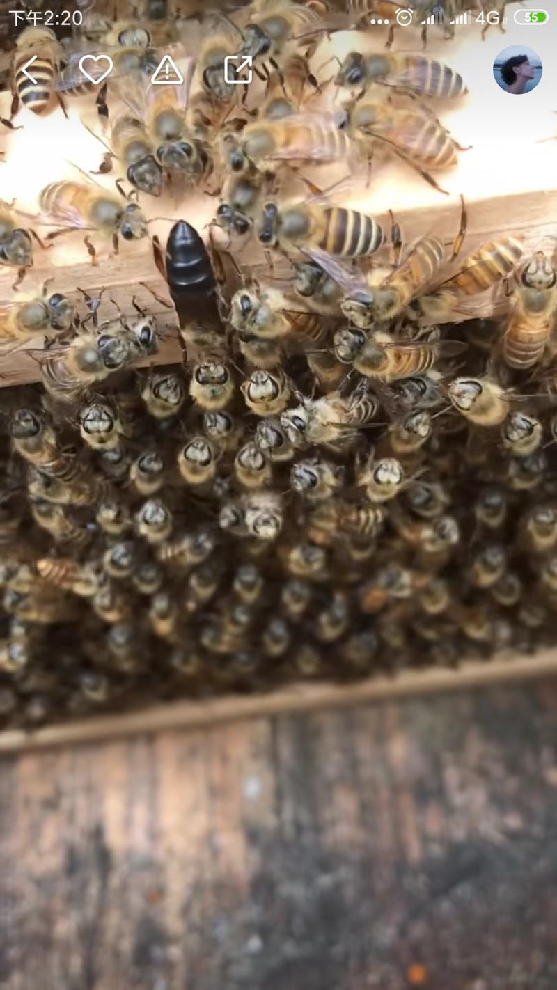 农家中蜂蜜