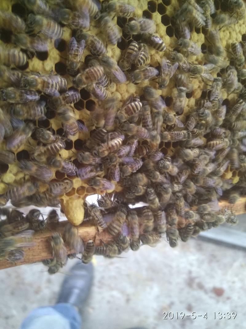 农家中蜂蜜