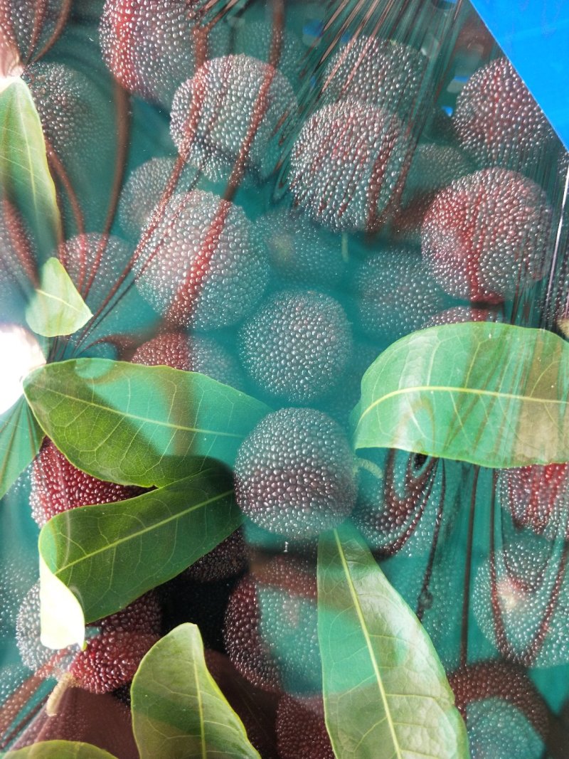 杨梅代办，量大
