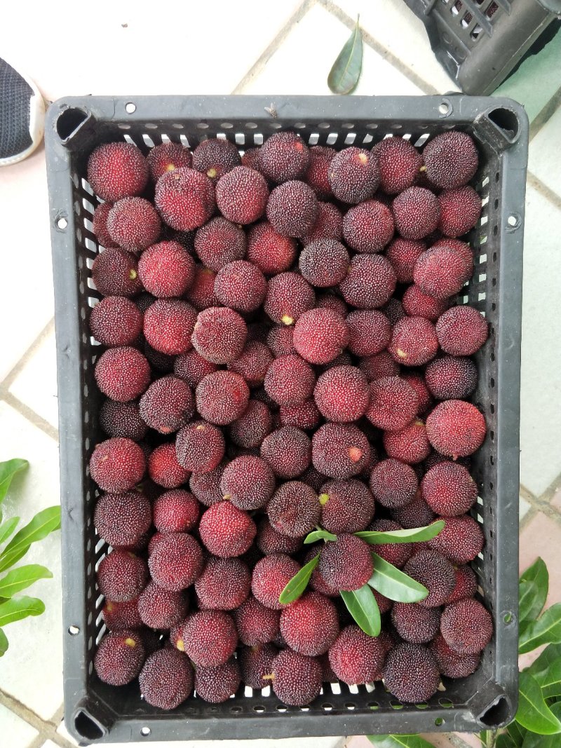杨梅代办，量大