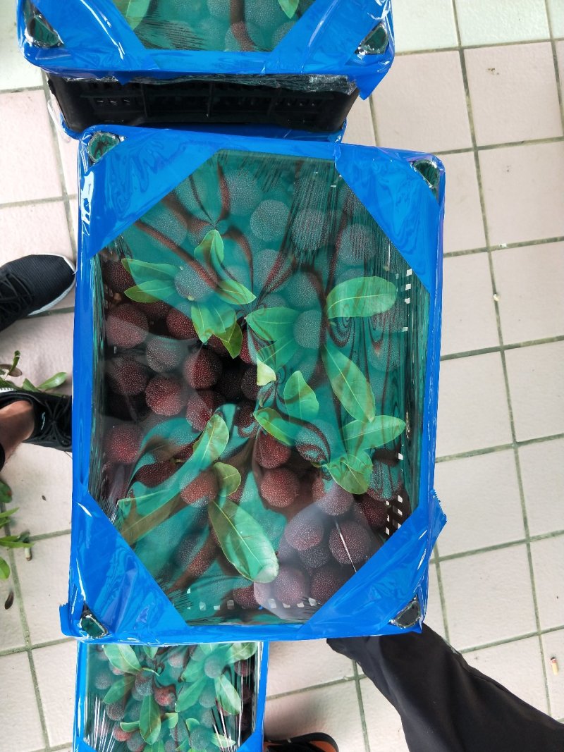 杨梅代办，量大