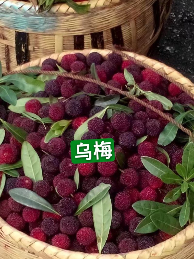 杨梅苗嫁接苗(大黑炭)(乌梅苗)荸荠南方杨梅苗